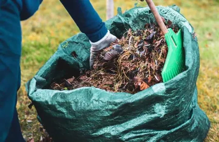 Leaf-cleaning-AdobeStock_517212650-810x466